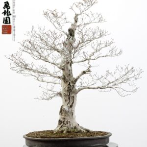Fagus crenata
