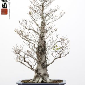 Fagus crenata