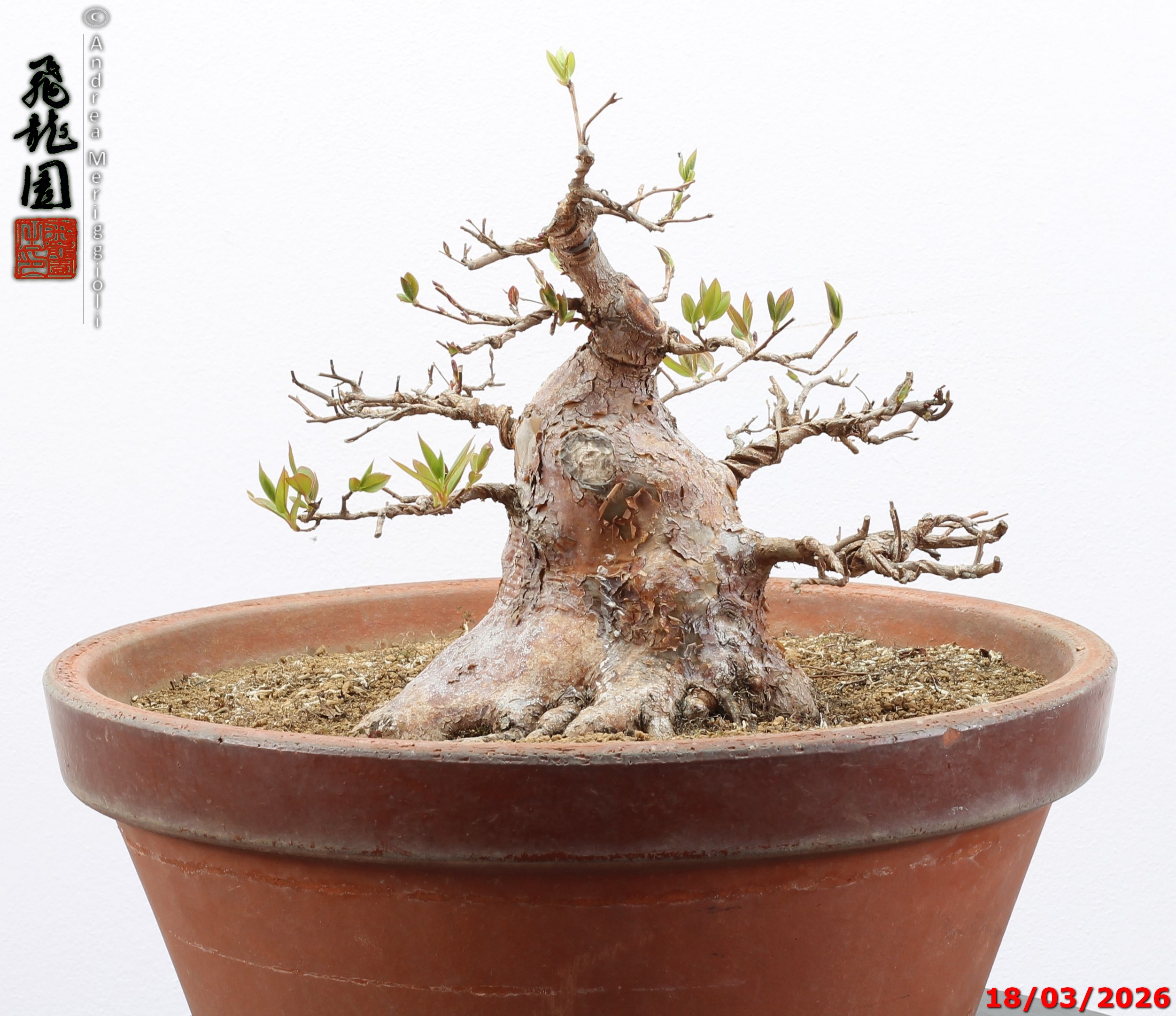Stewartia - immagine 13