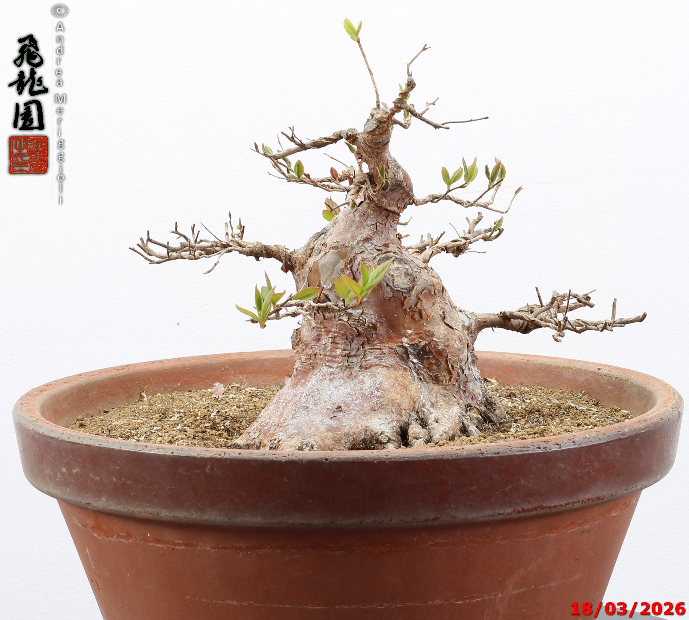 Stewartia - immagine 12