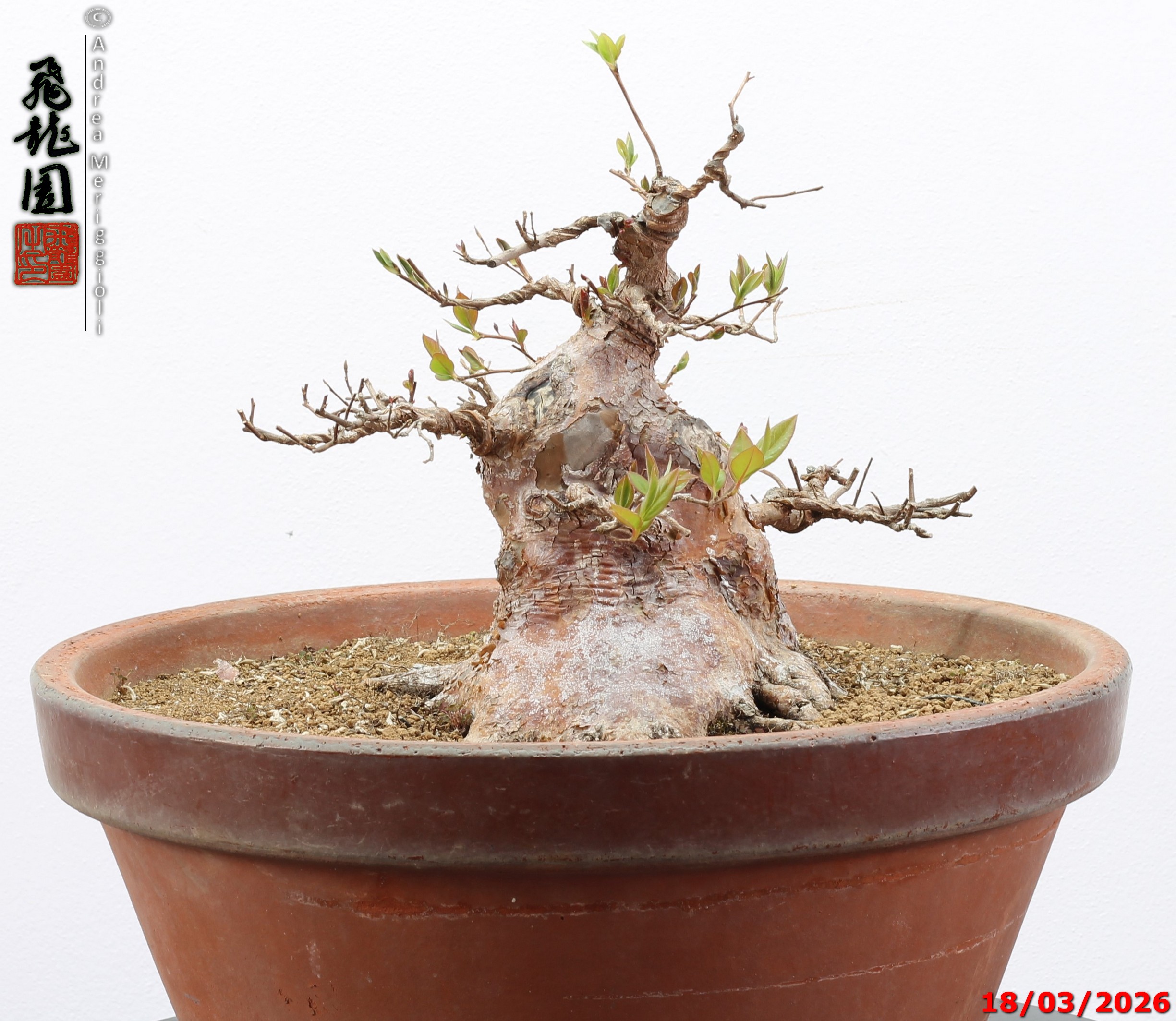 Stewartia - immagine 11