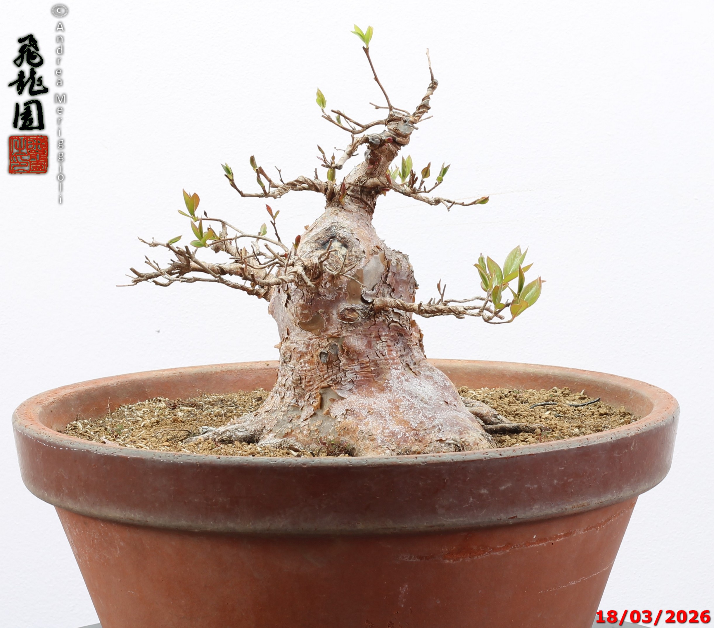 Stewartia - immagine 10
