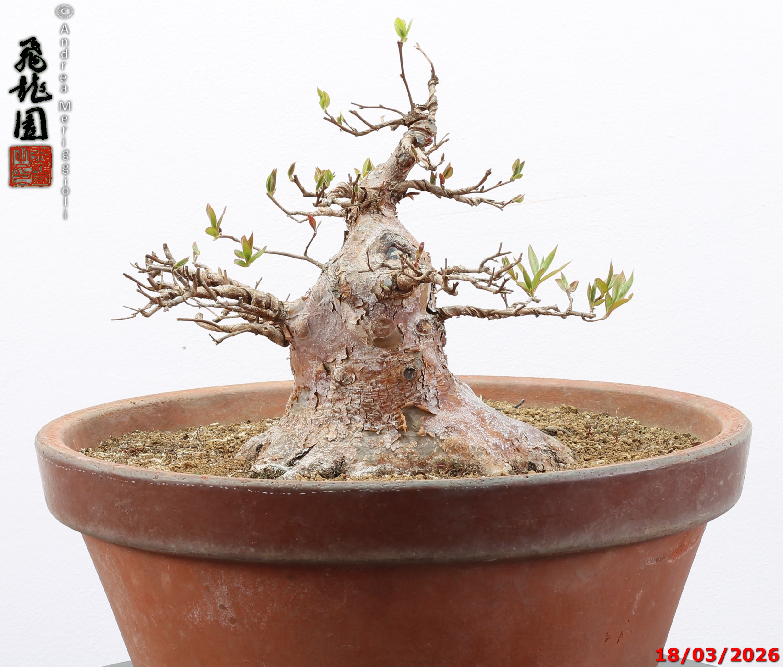 Stewartia - immagine 9
