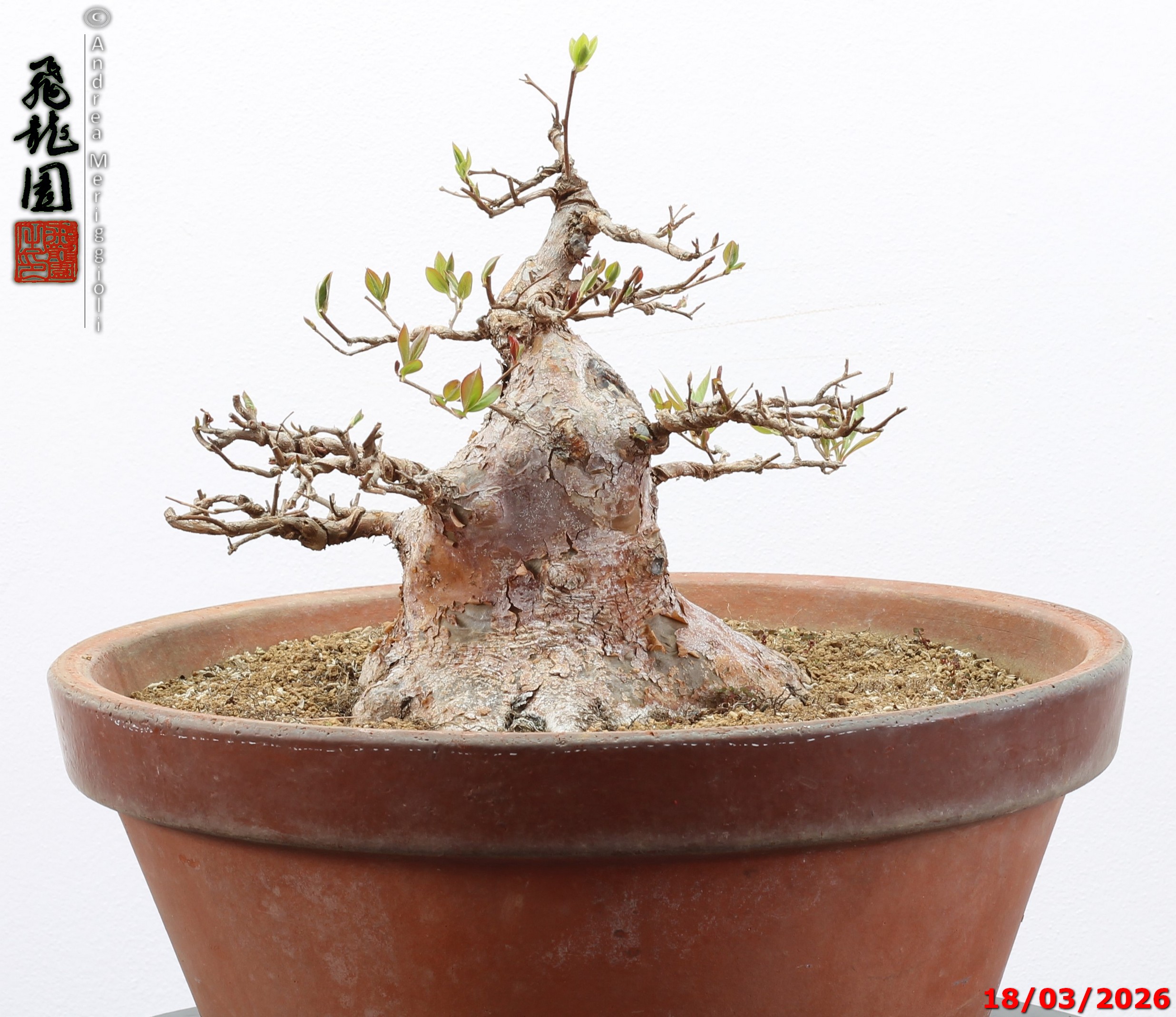 Stewartia - immagine 8