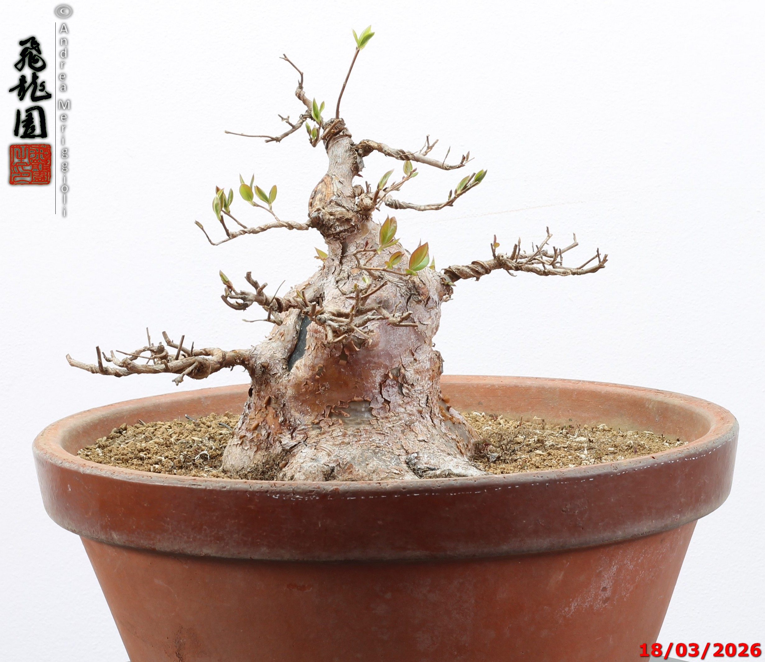 Stewartia - immagine 7