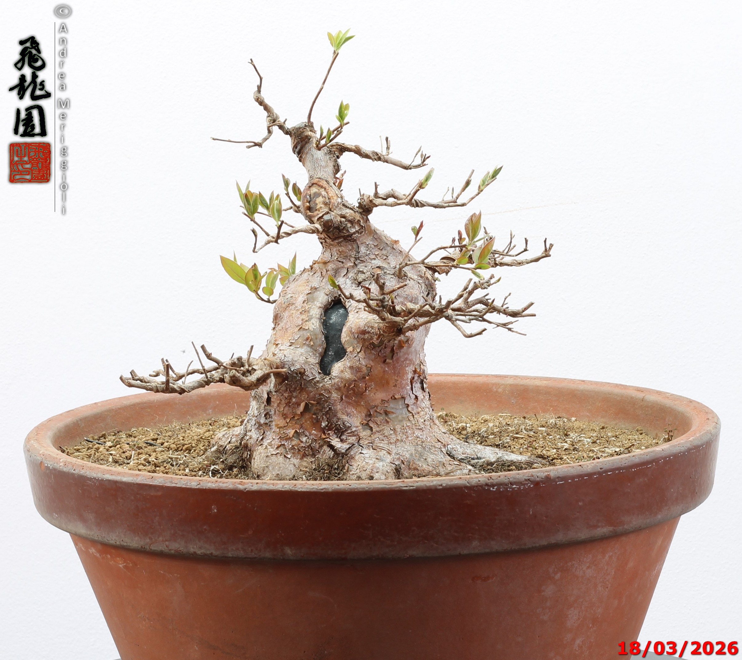 Stewartia - immagine 6