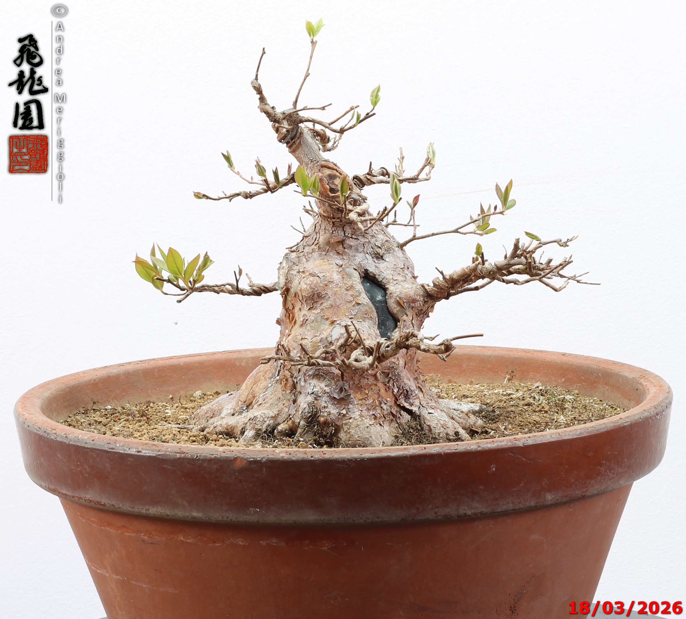 Stewartia - immagine 5