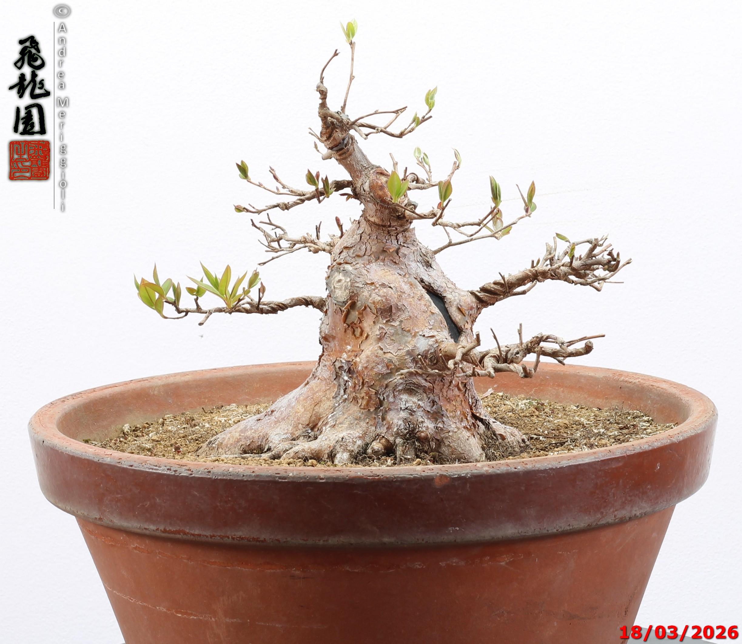 Stewartia - immagine 4