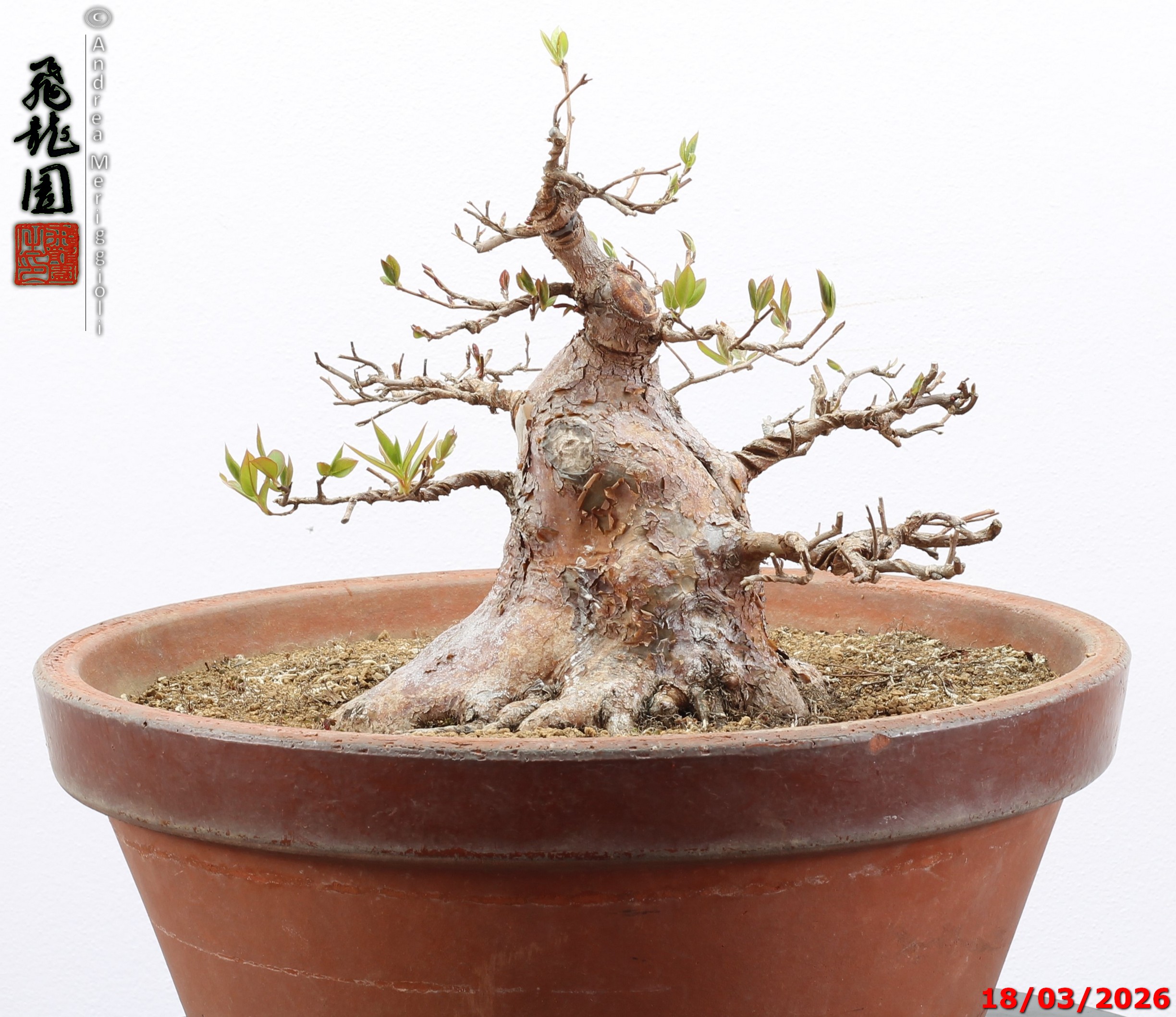 Stewartia - immagine 3