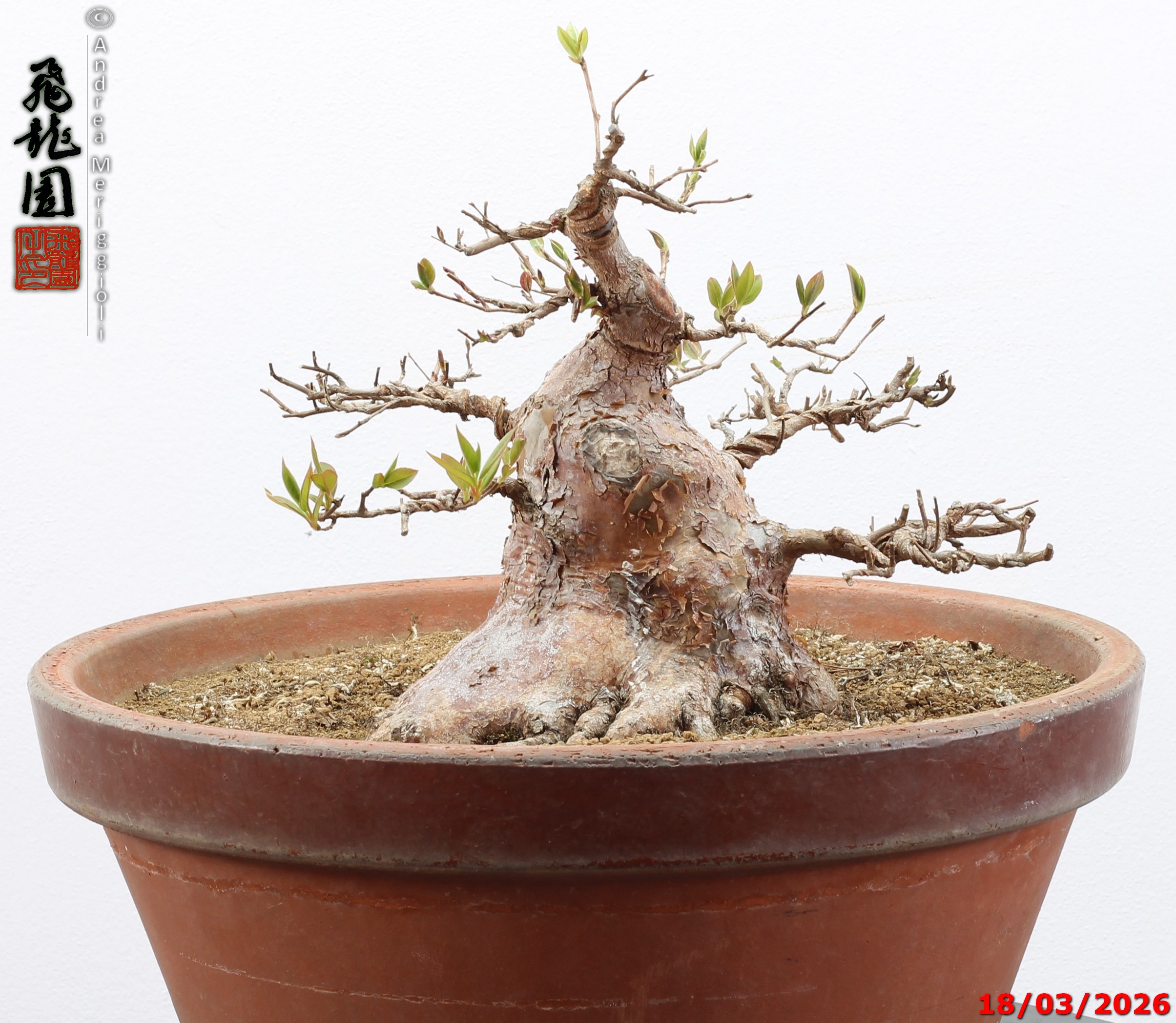 Stewartia - immagine 2