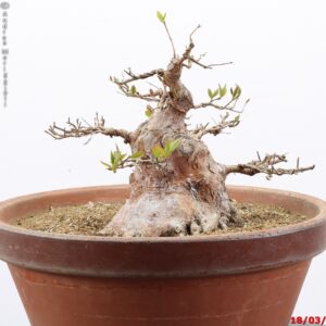 Stewartia