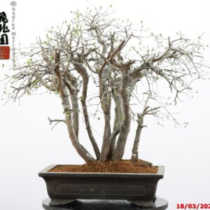 Diospyros kaki