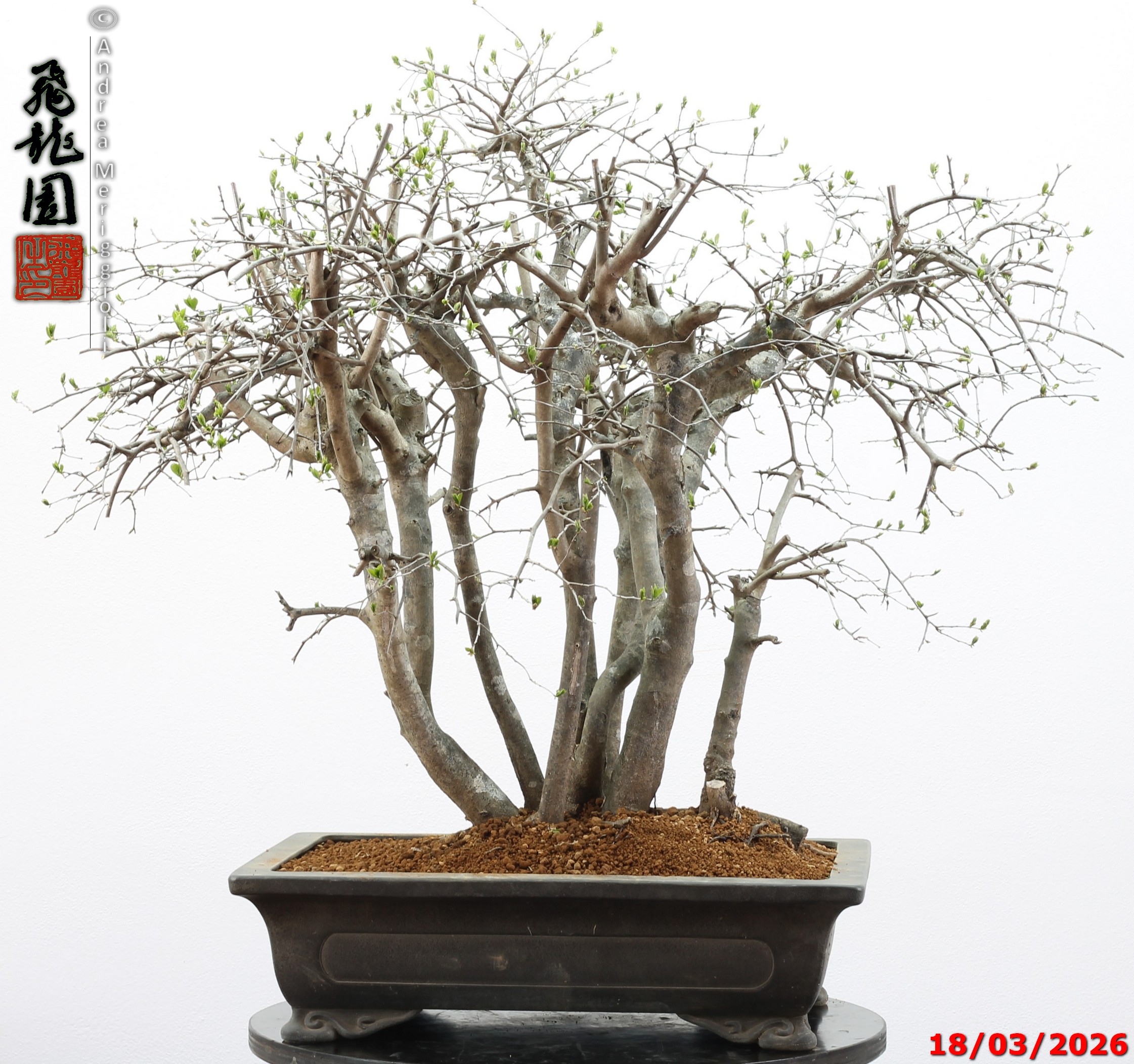 Diospyros kaki
