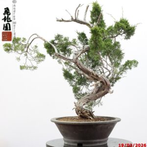 Juniperus itoigawa