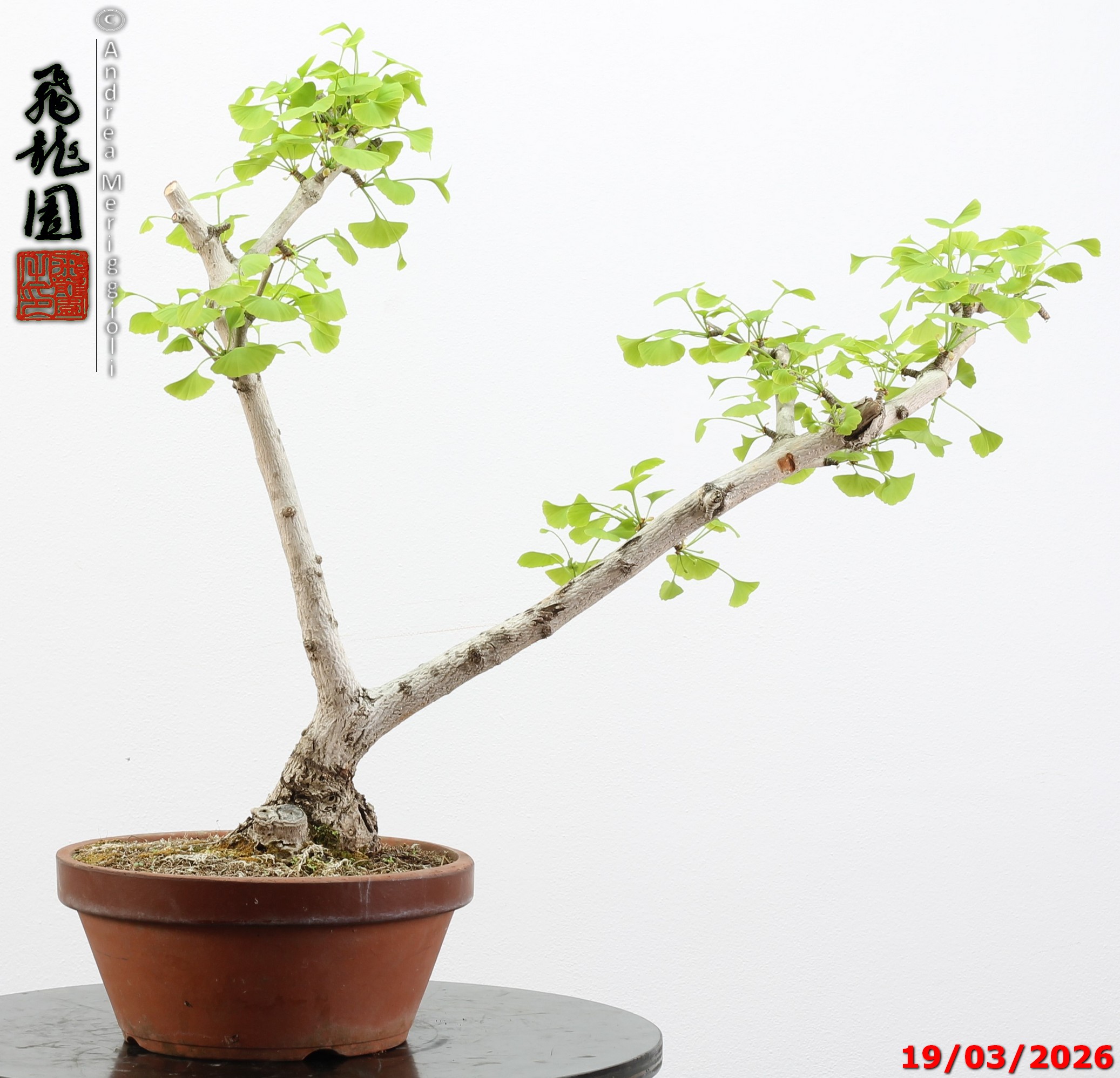 Ginko biloba Ohatsuki - immagine 8