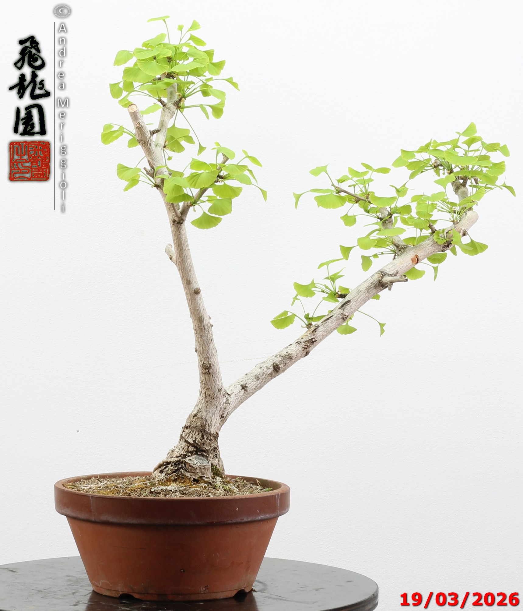 Ginko biloba Ohatsuki - immagine 7