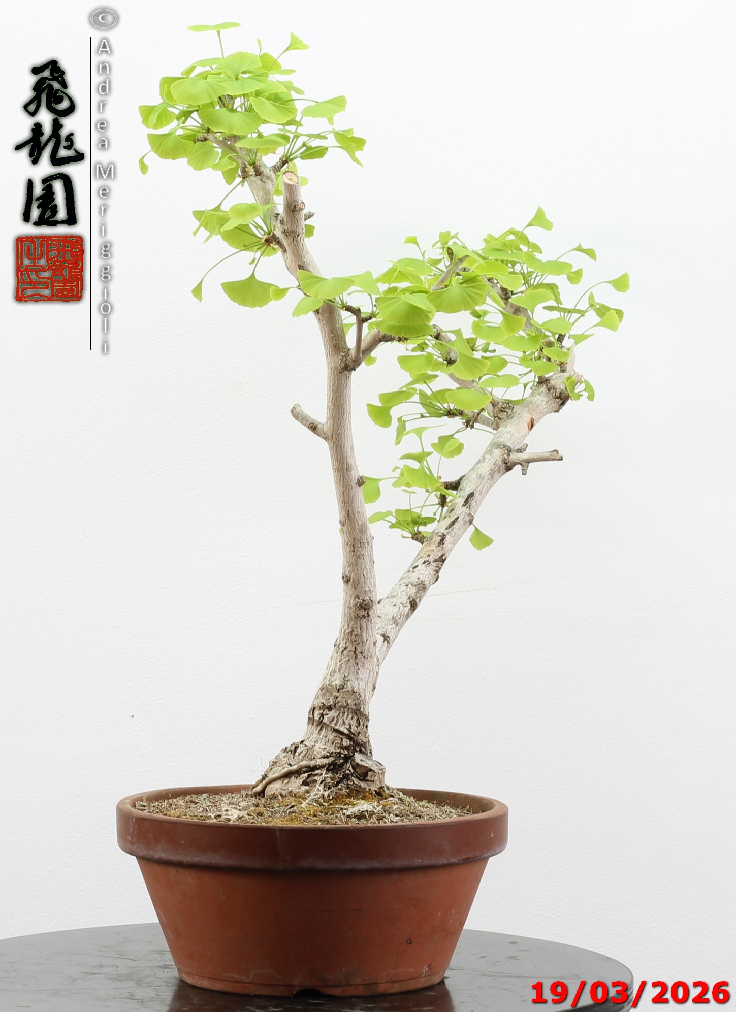 Ginko biloba Ohatsuki - immagine 6