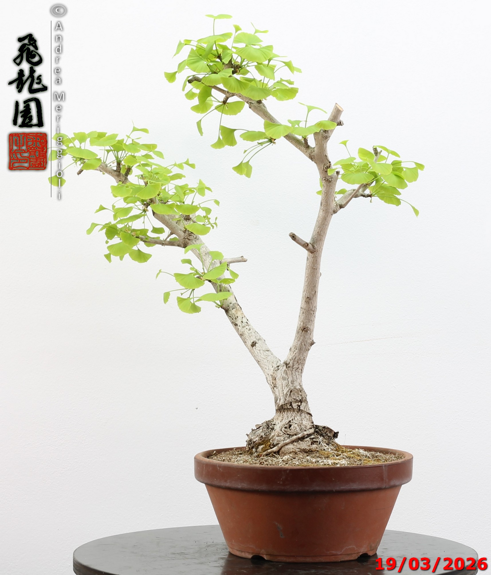 Ginko biloba Ohatsuki - immagine 5