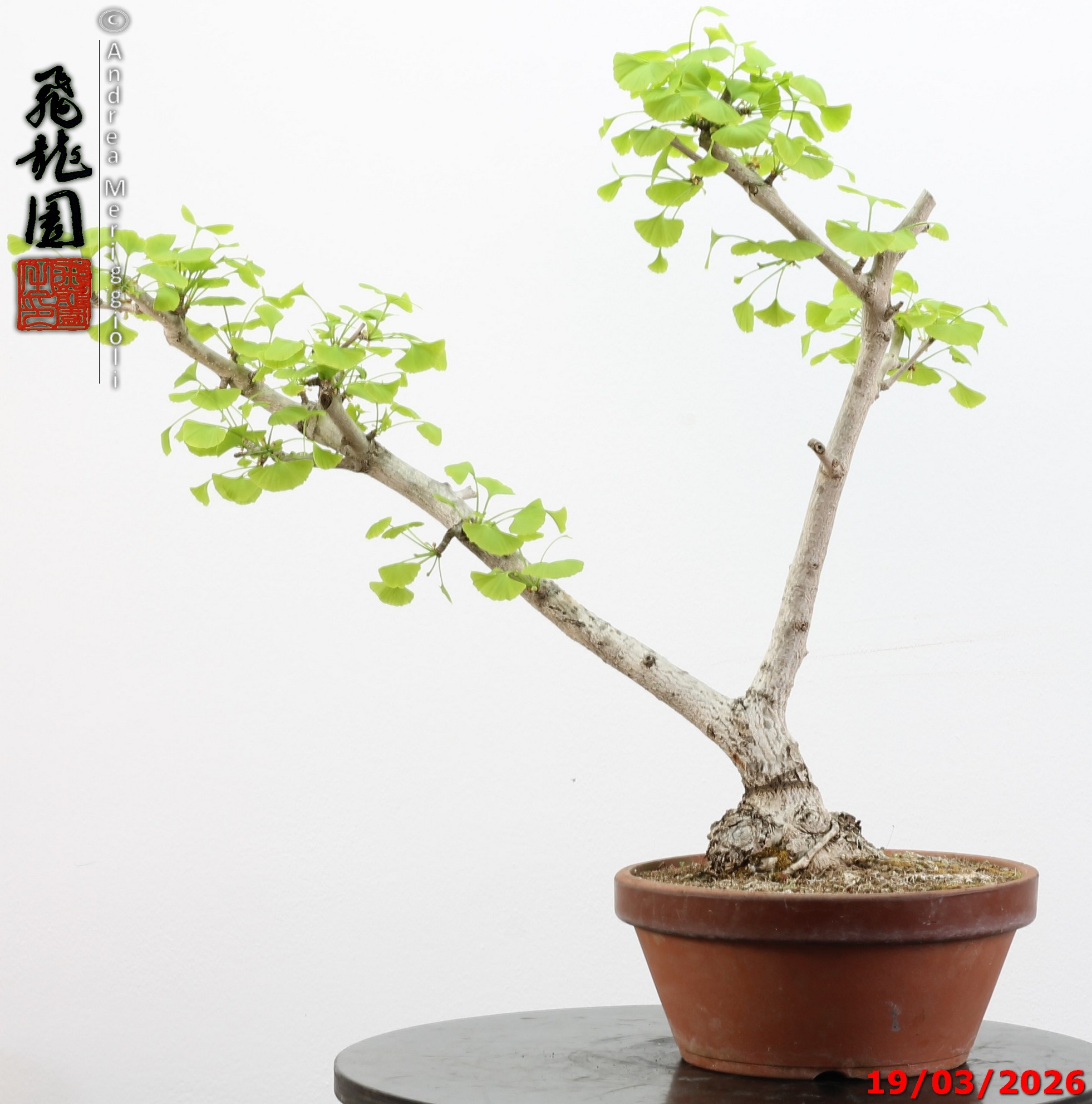 Ginko biloba Ohatsuki - immagine 4