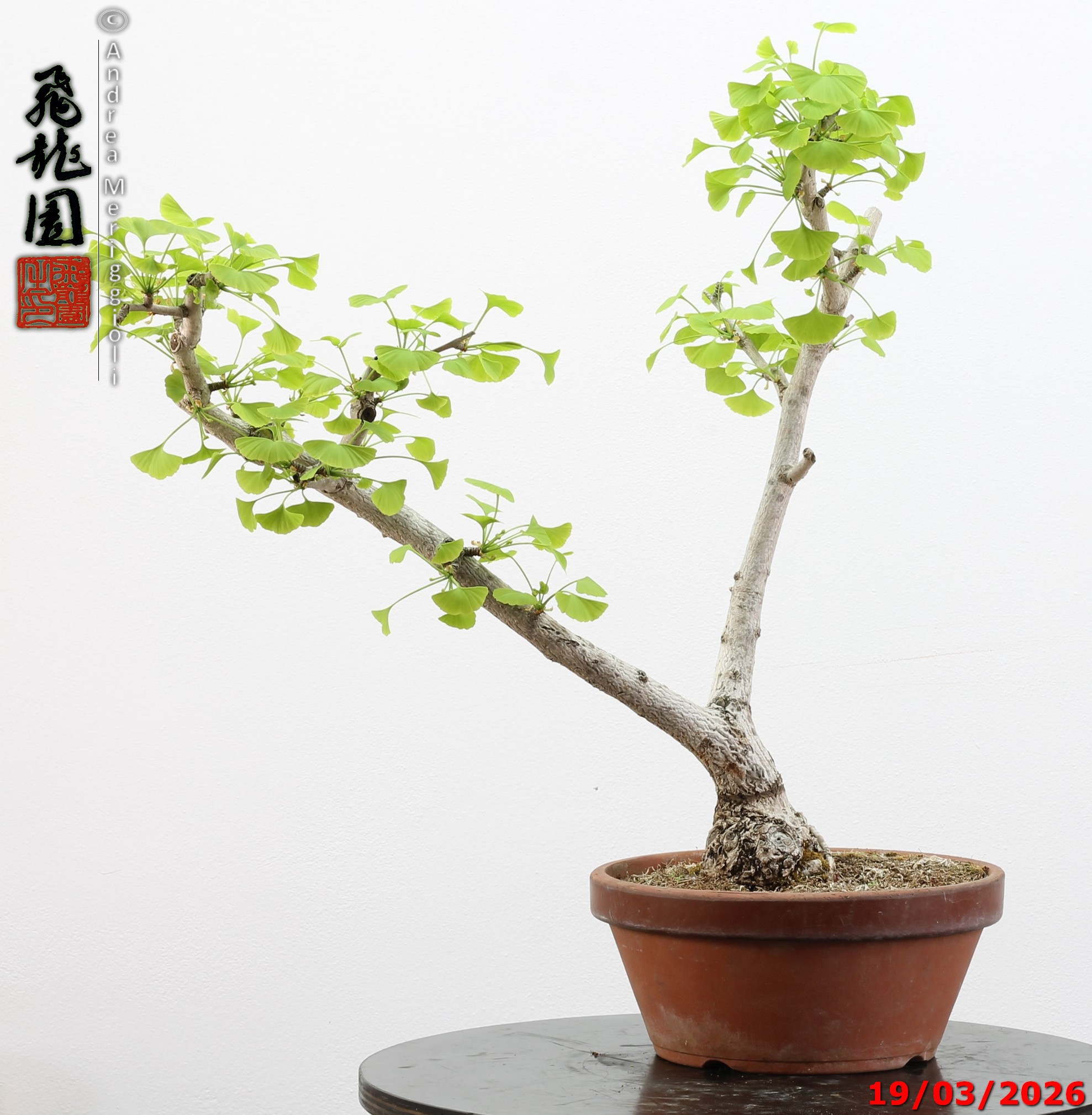 Ginko biloba Ohatsuki - immagine 3