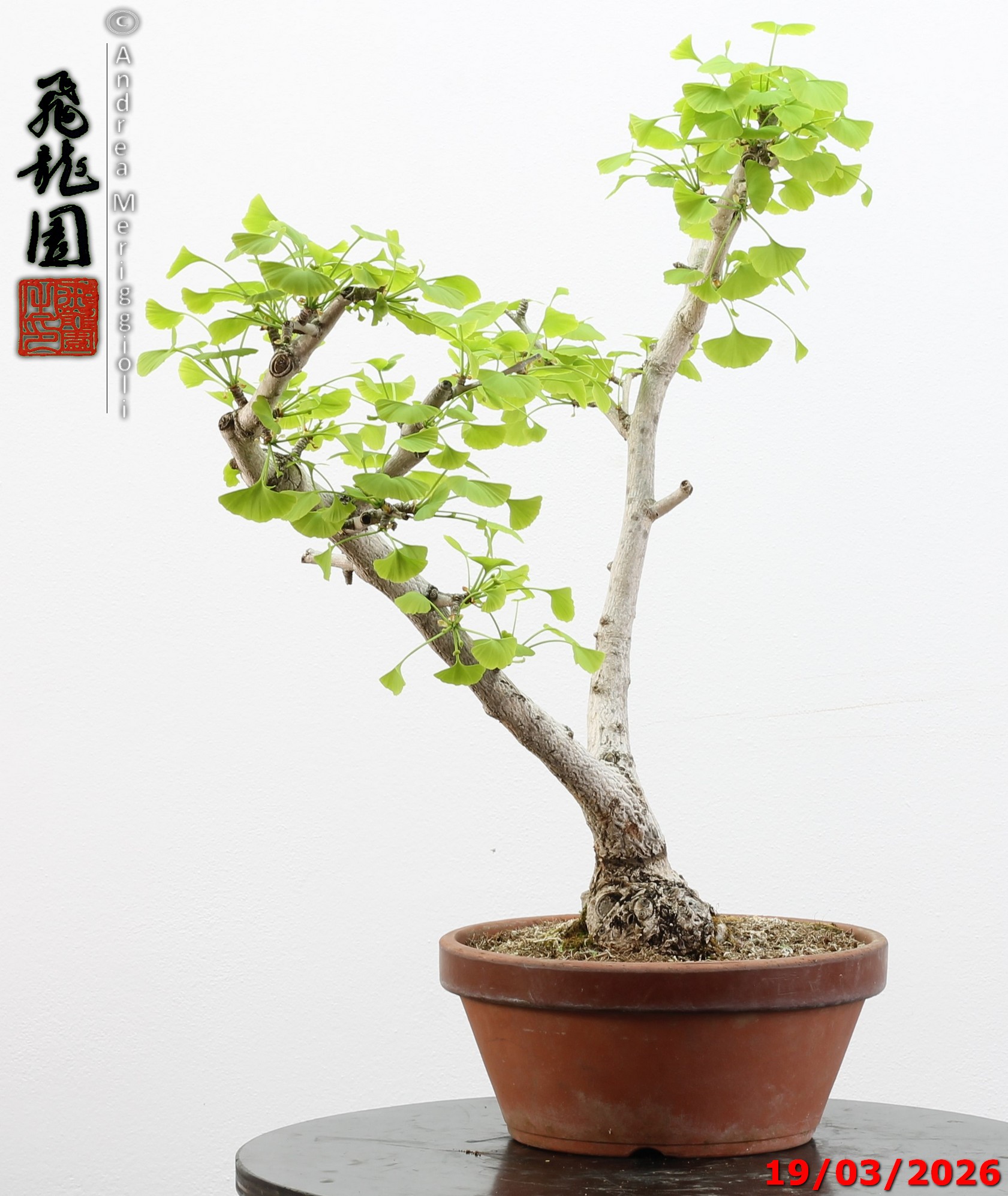 Ginko biloba Ohatsuki - immagine 2