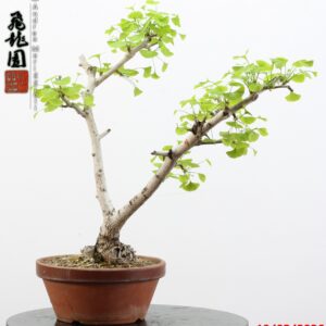 Ginko biloba Ohatsuki