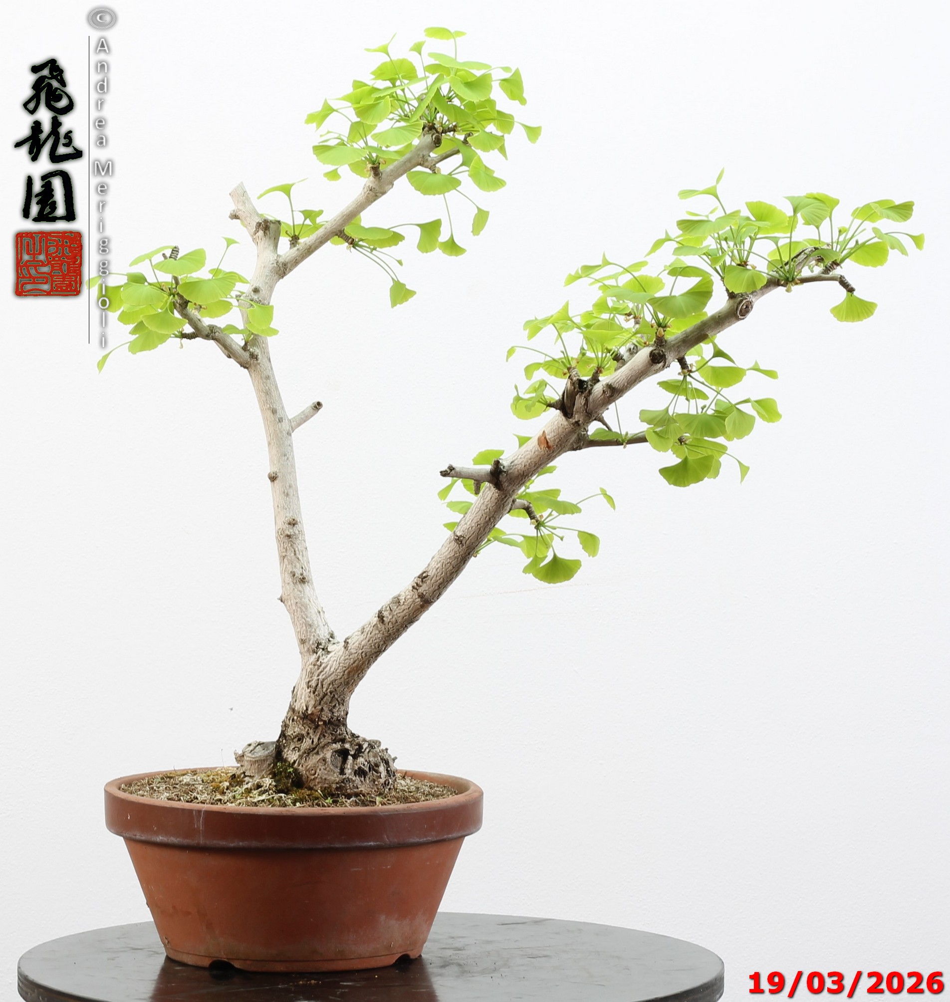 Ginko biloba Ohatsuki