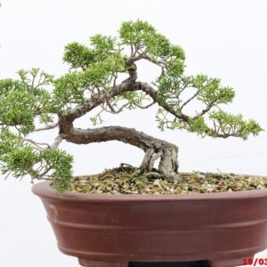 Juniperus itoigawa shohin