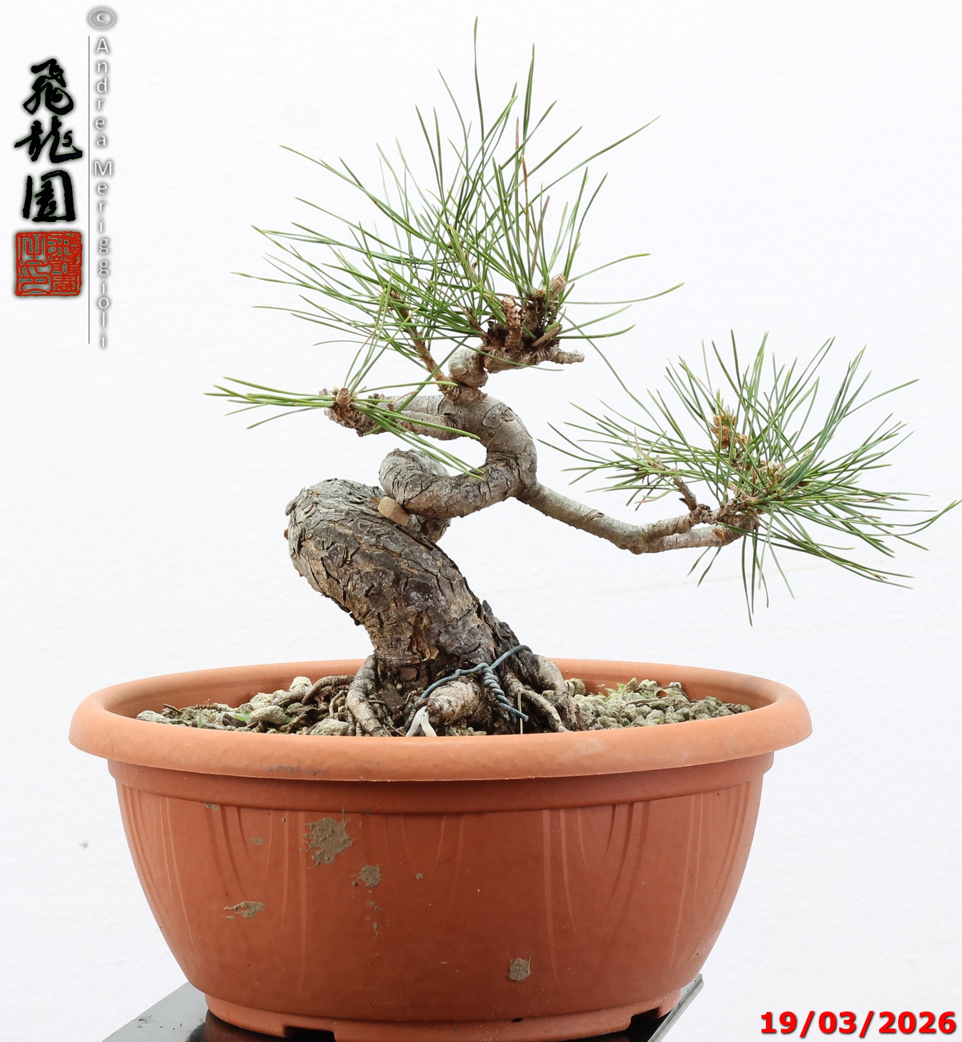 Pinus densiflora shohin - immagine 10
