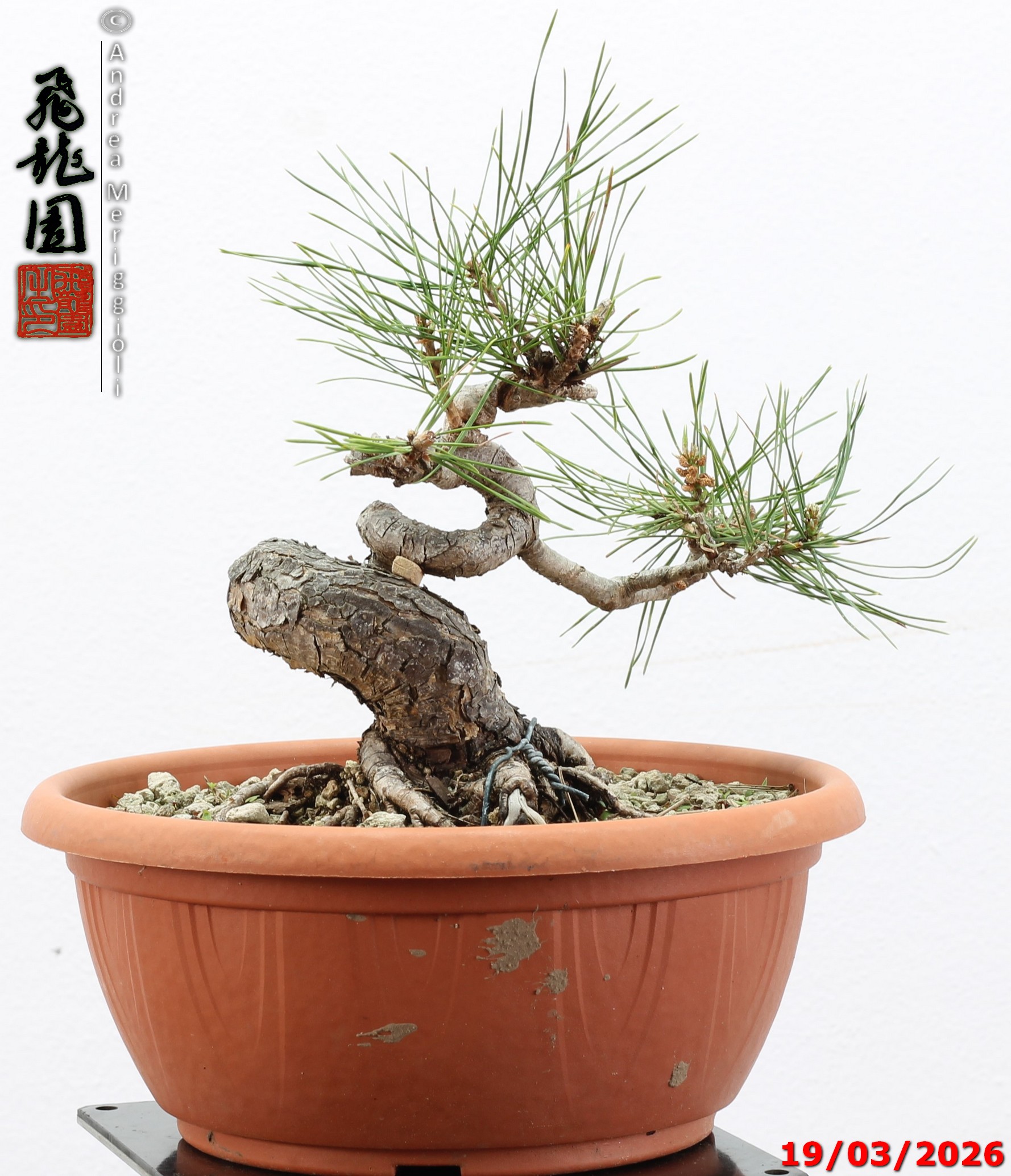 Pinus densiflora shohin - immagine 9