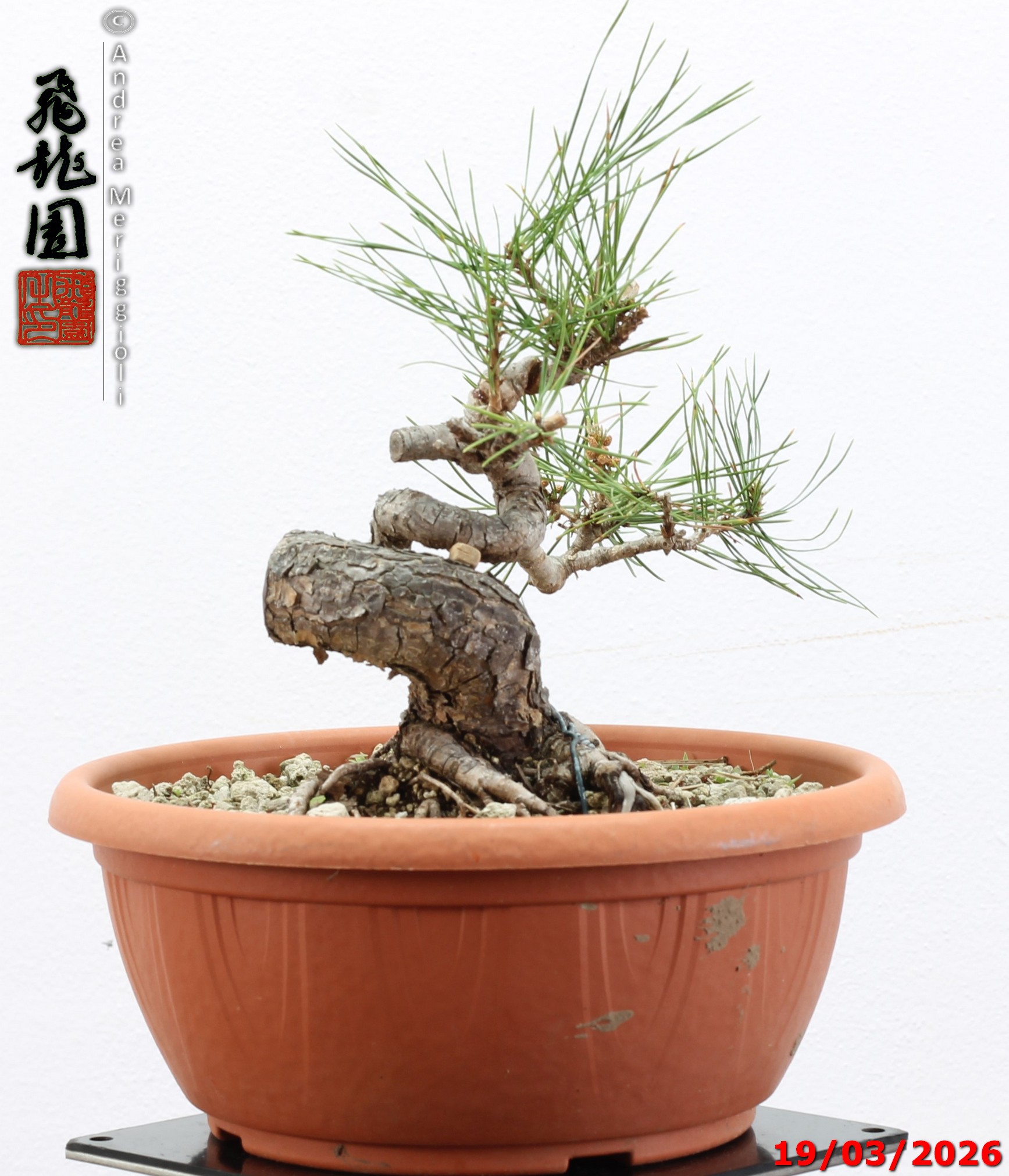 Pinus densiflora shohin - immagine 8