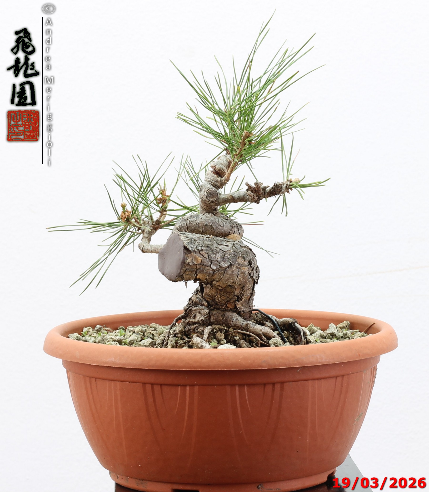 Pinus densiflora shohin - immagine 7