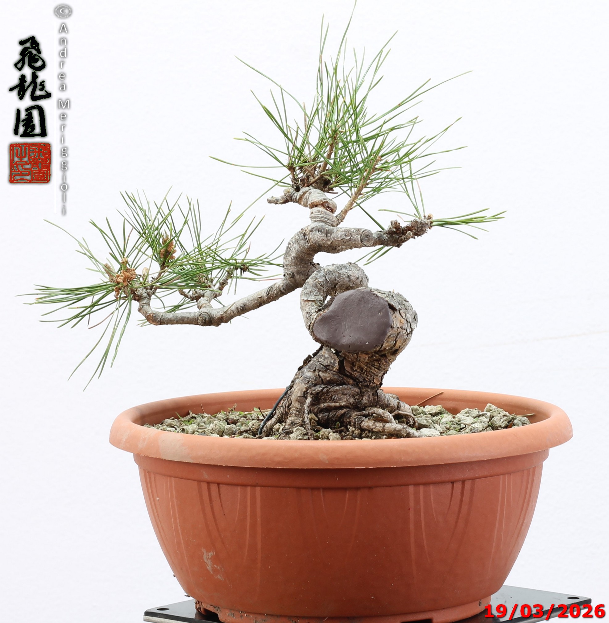 Pinus densiflora shohin - immagine 6