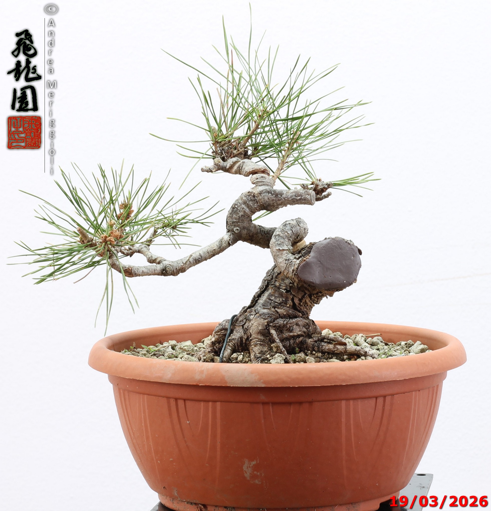 Pinus densiflora shohin - immagine 5