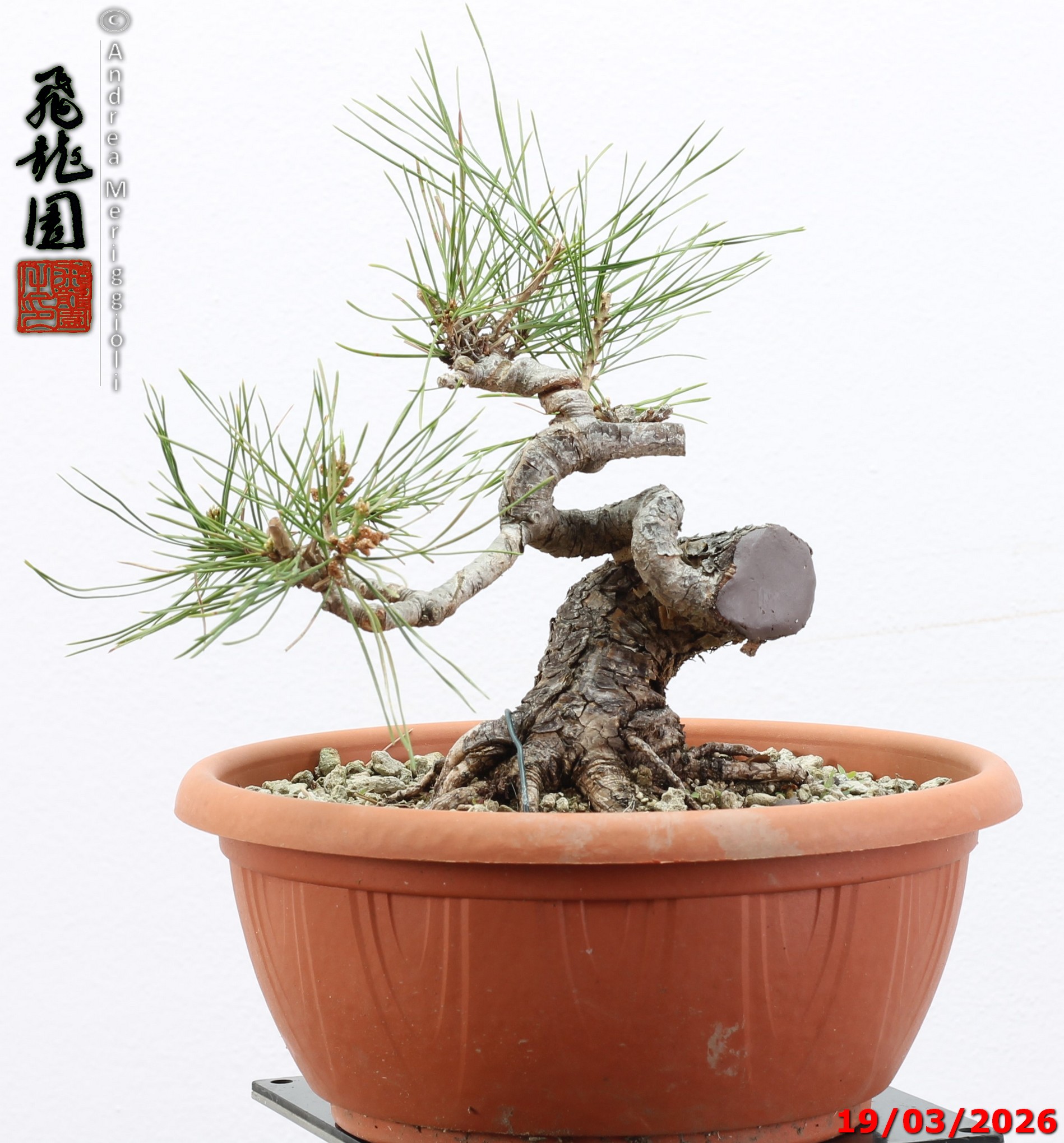 Pinus densiflora shohin - immagine 4