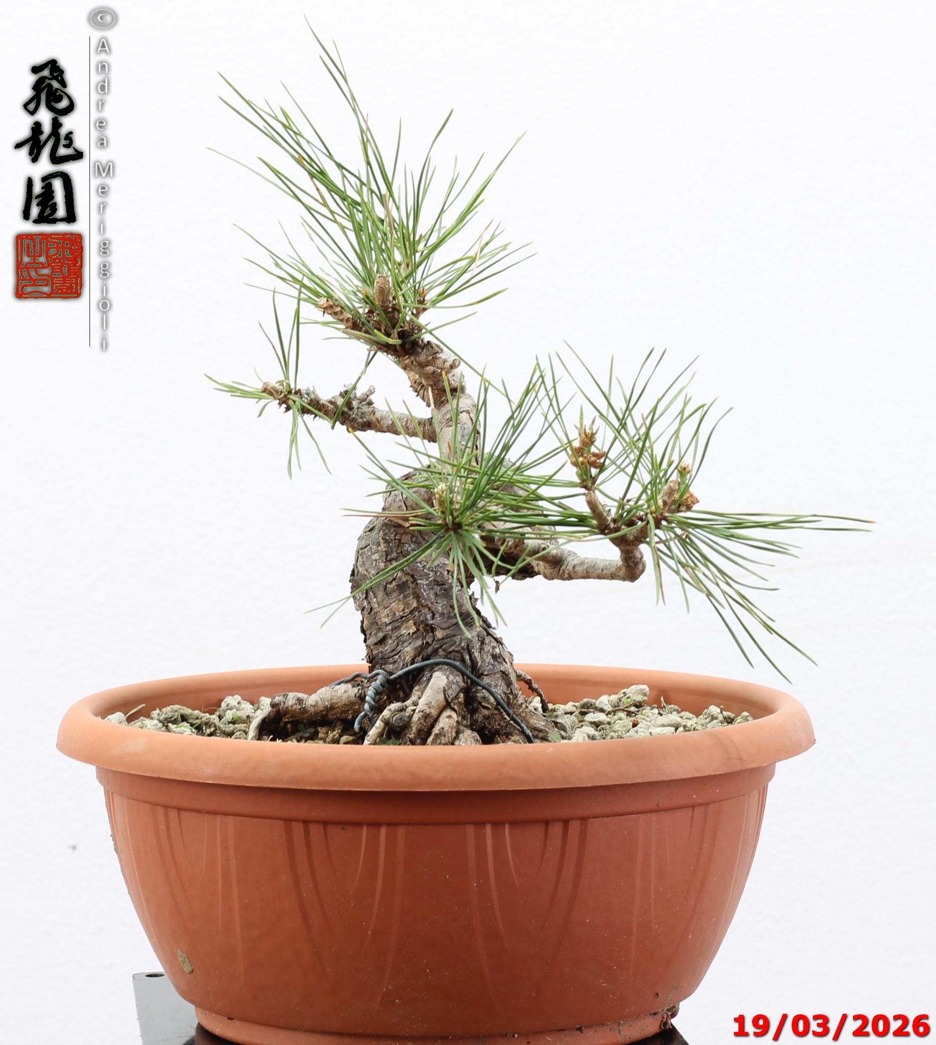 Pinus densiflora shohin - immagine 3