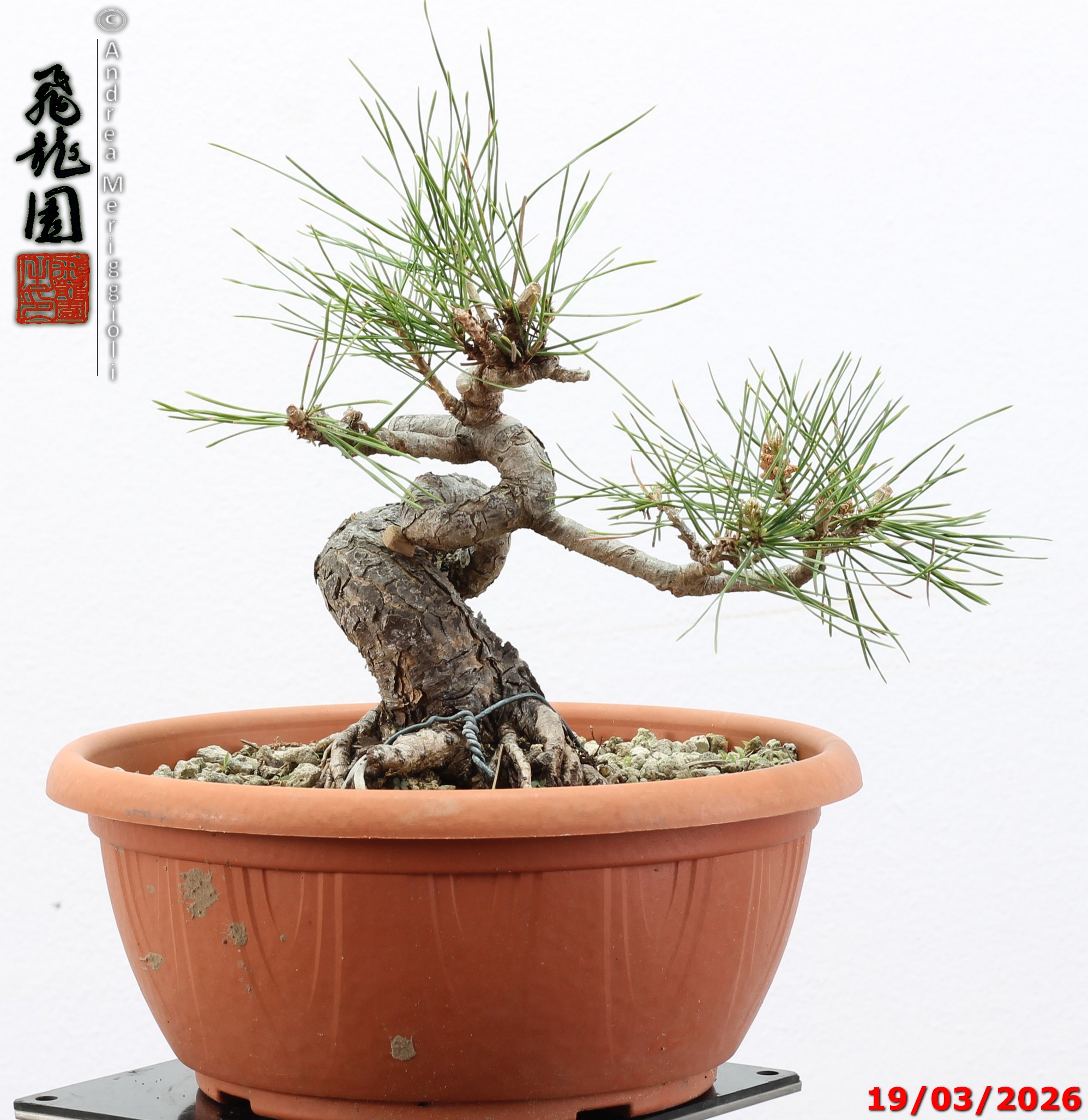 Pinus densiflora shohin - immagine 2