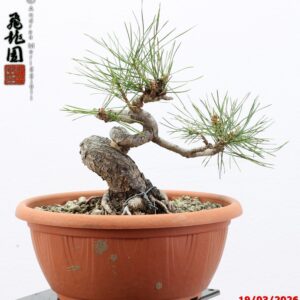 Pinus densiflora shohin