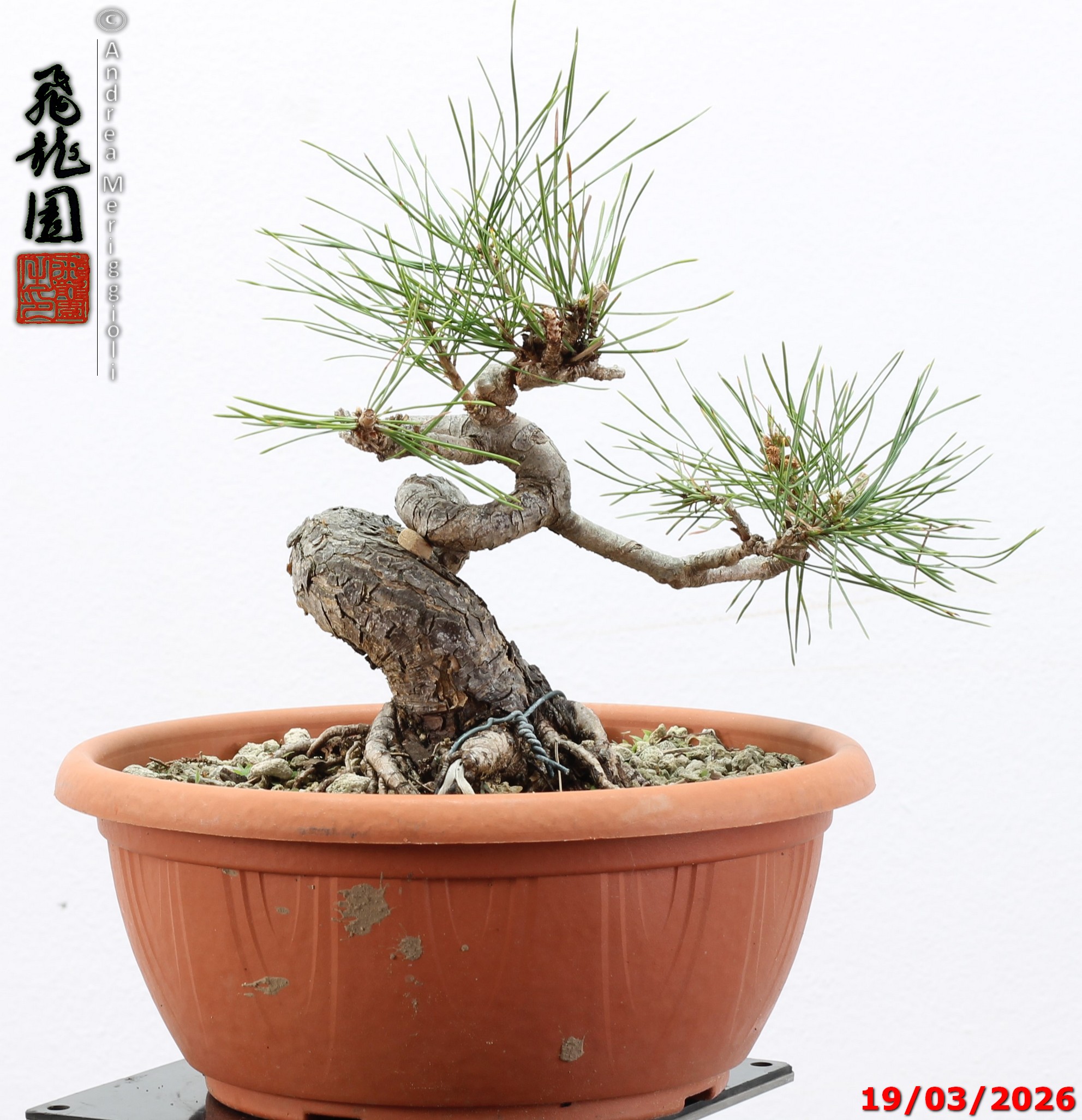 Pinus densiflora shohin