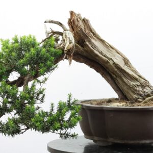 Taxus cuspidata