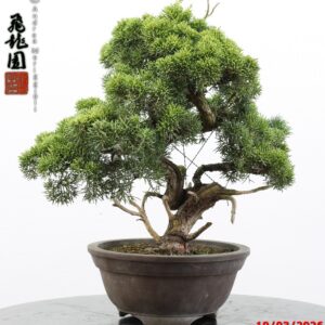 Juniperus kishu