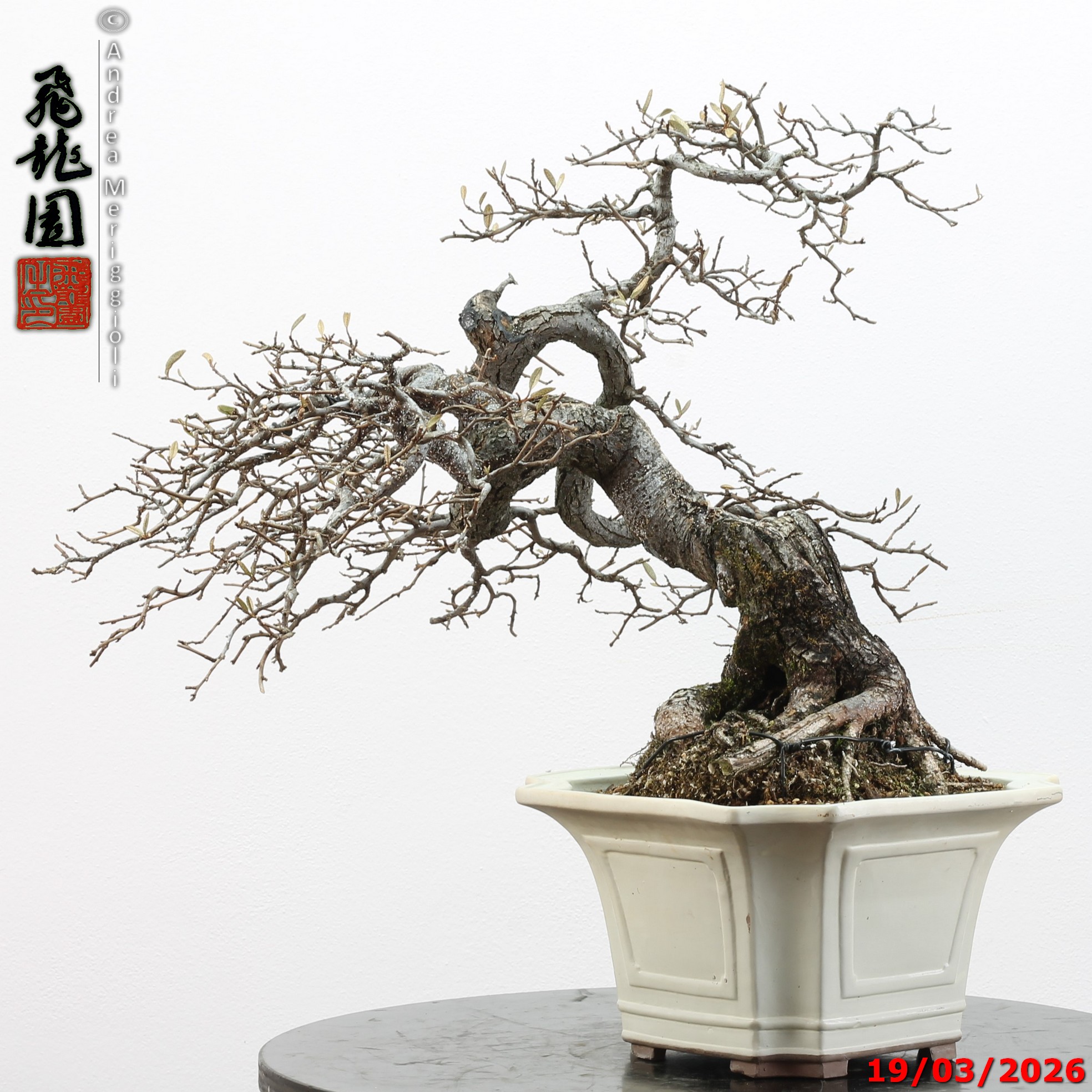 Elaeagnus variegated - Image 10
