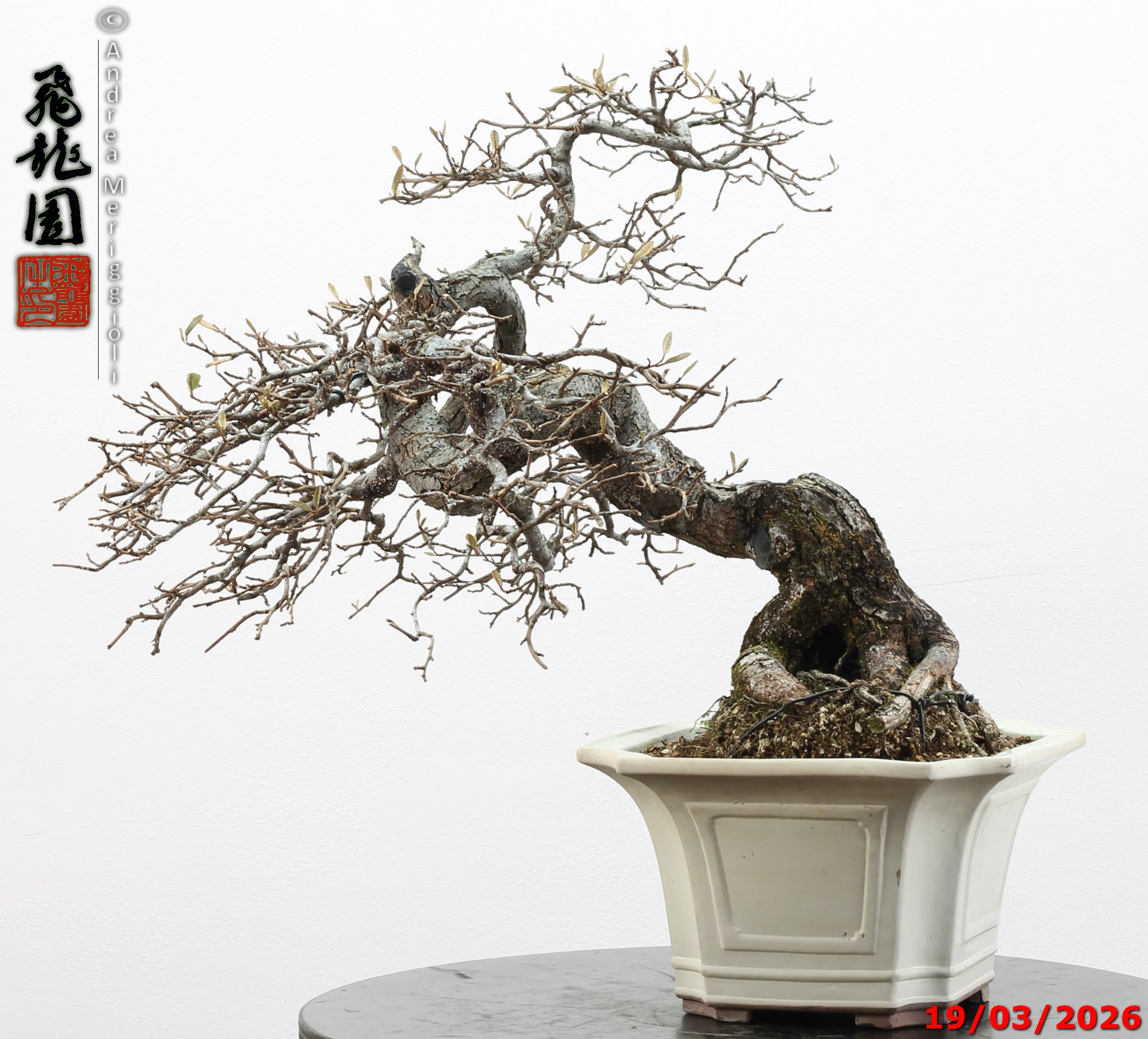 Elaeagnus variegated - Image 9