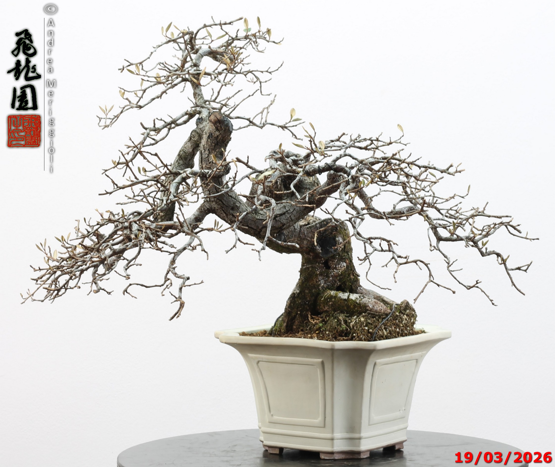 Elaeagnus variegated - Image 7