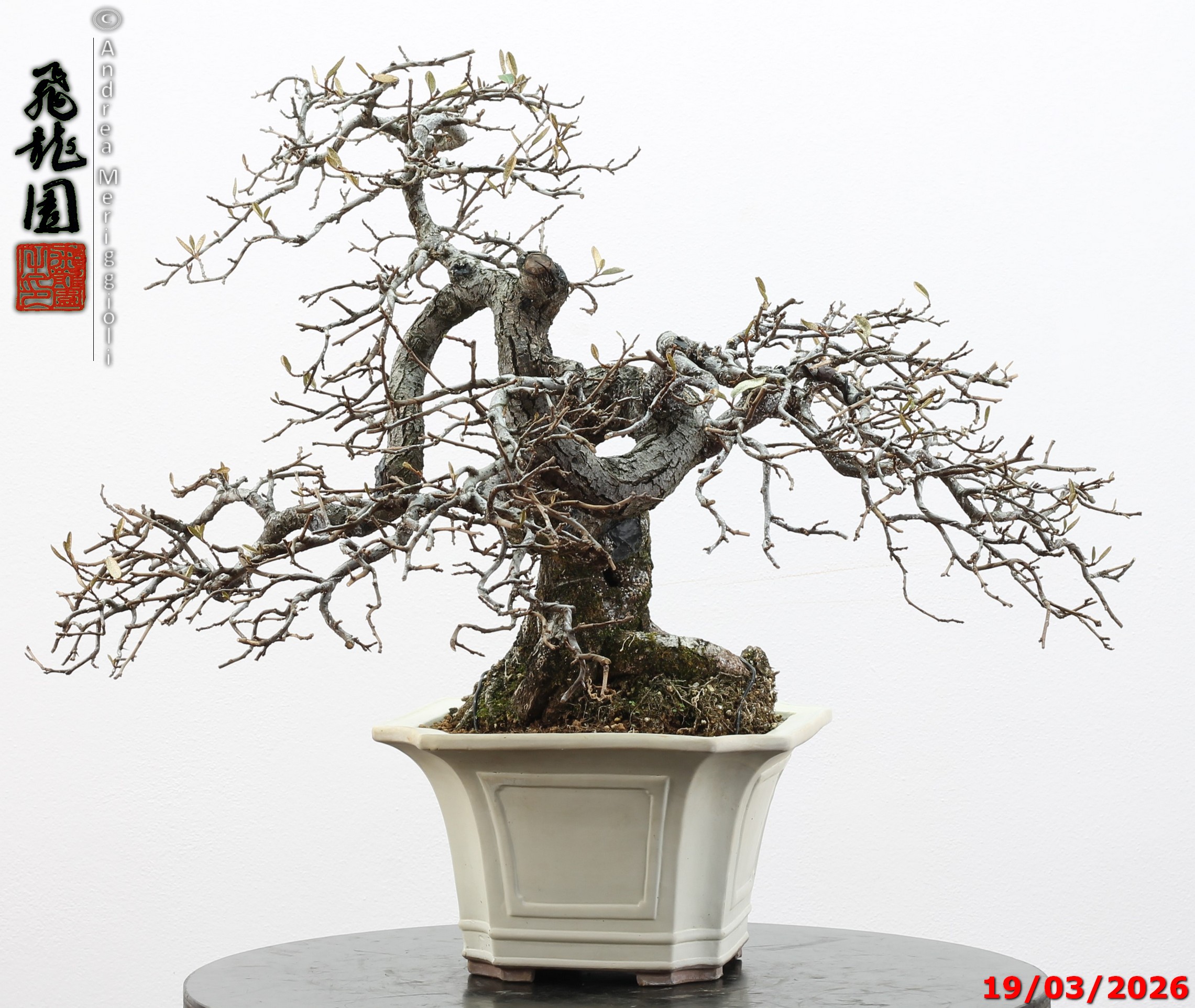 Elaeagnus variegated - Image 5