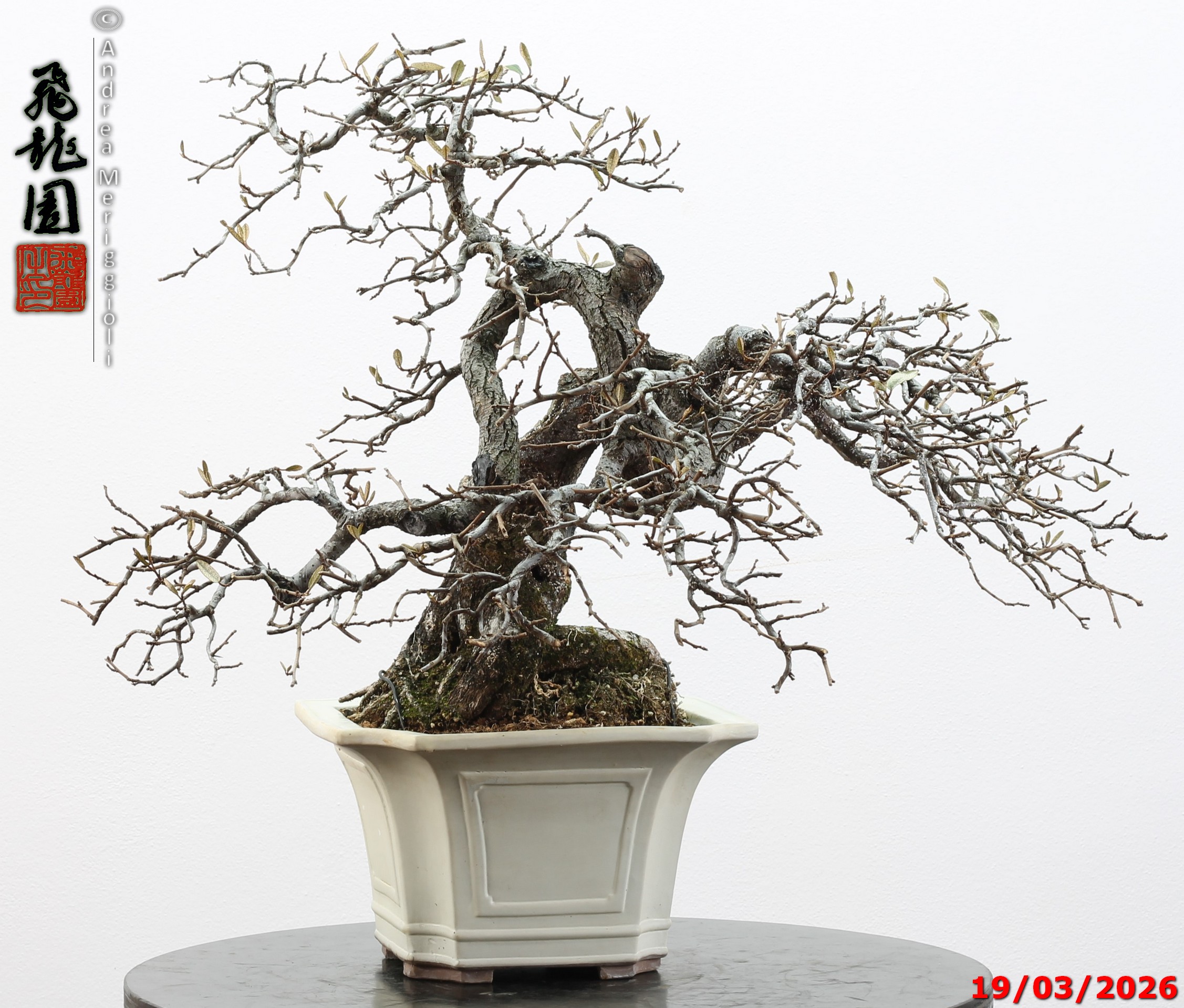 Elaeagnus variegated - Image 4